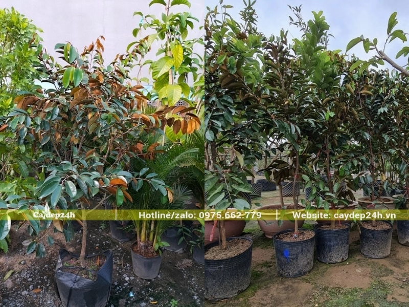 Cây vú sữa nhỏ tại nhà vườn