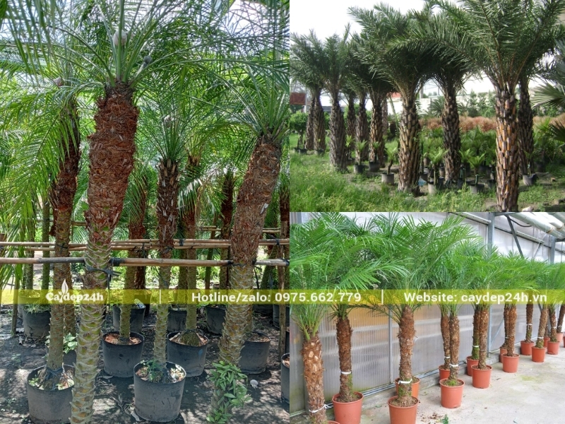 Phần thân cây cau nga xi cực kỳ xù xì