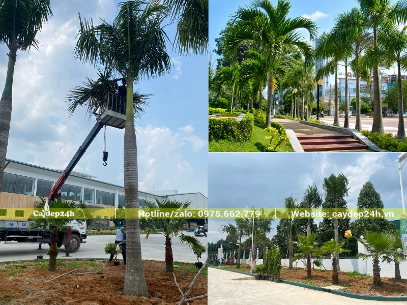 Cây cau vua có phần gốc hơi phình nhẹ