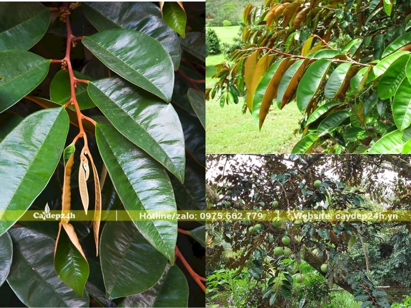 Màu sắc ở hai mặt của lá cây vú sữa