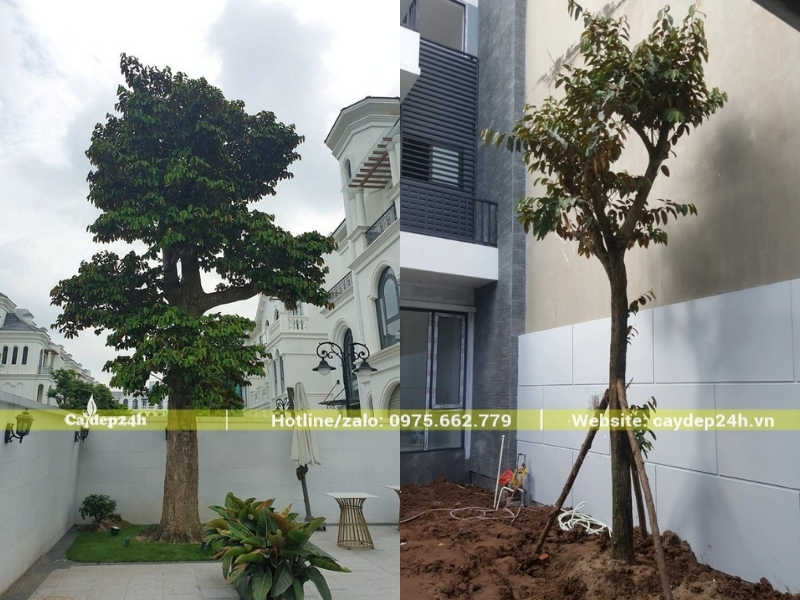 Trồng cây vú sữa trong sân trước nhà