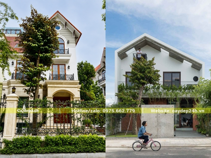 Tán cây vú sữa được tỉa gọn gàng