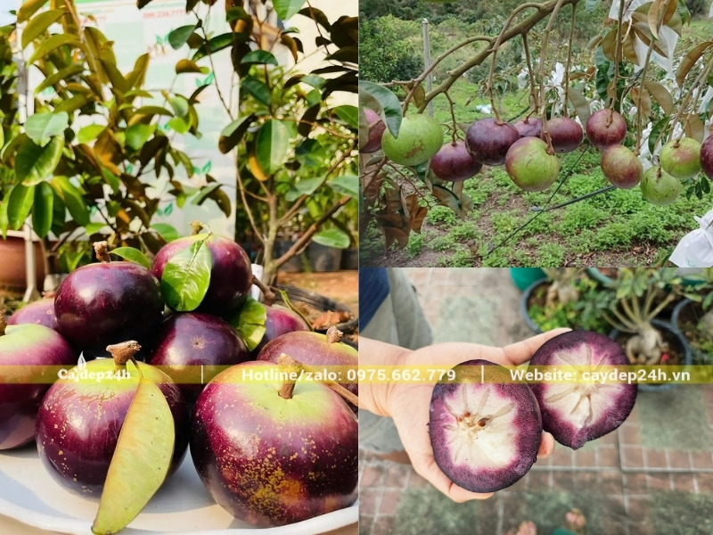 Quả vú sữa mica khi sắp chín