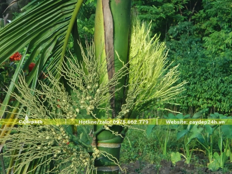 Hoa cây cau ta trắng nở đều