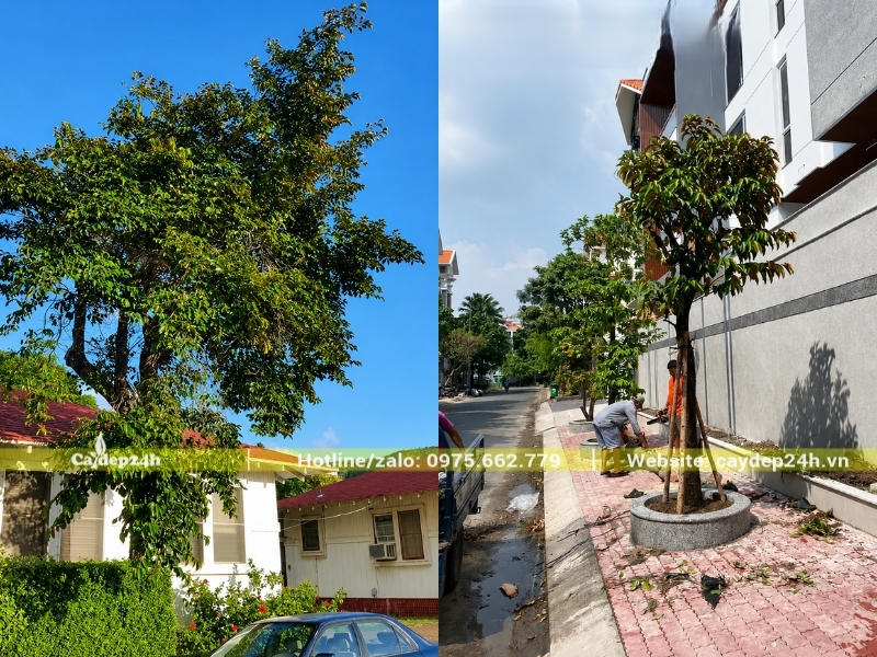 Hướng trồng cây vú sữa đón nhiều ánh nắng