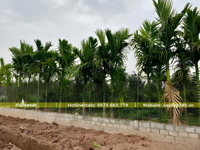 Cây cau được trồng thẳng theo hàng