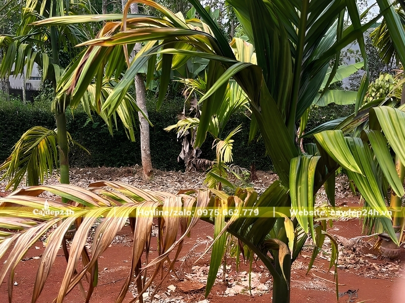 Cây cau ta bị vàng lá nghiêm trọng