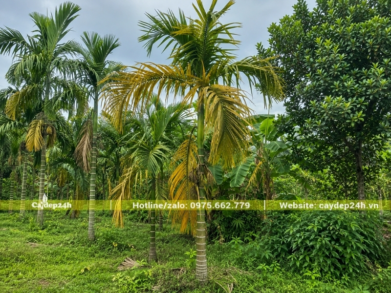 Lá cau ta vàng do bệnh lý trong sân vườn