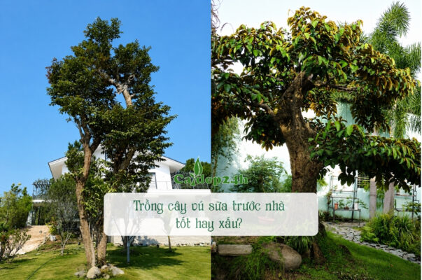 Rất nên trồng cây vú sữa trước nhà