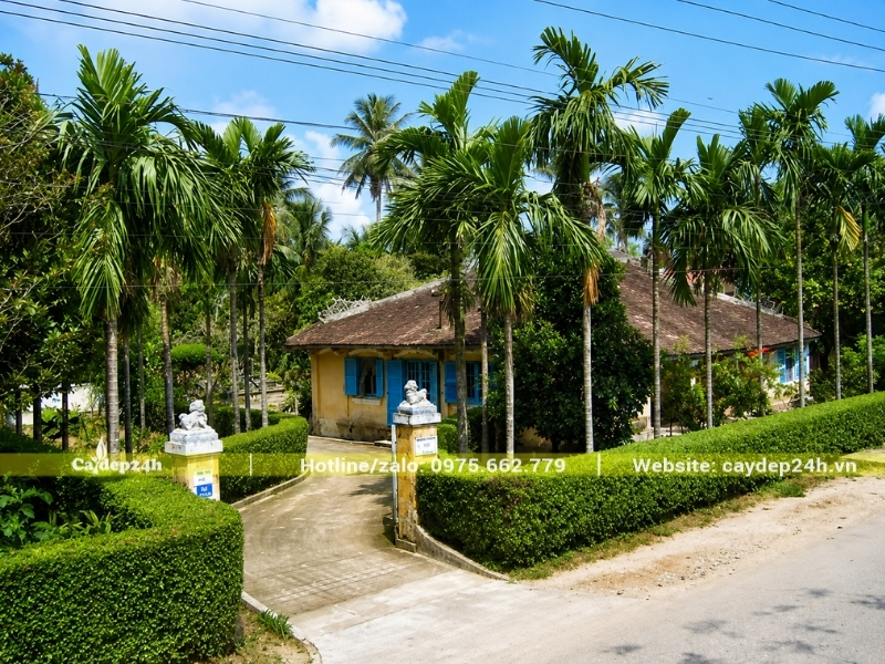 Trồng cây cau ta khỏe mạnh trước nhà