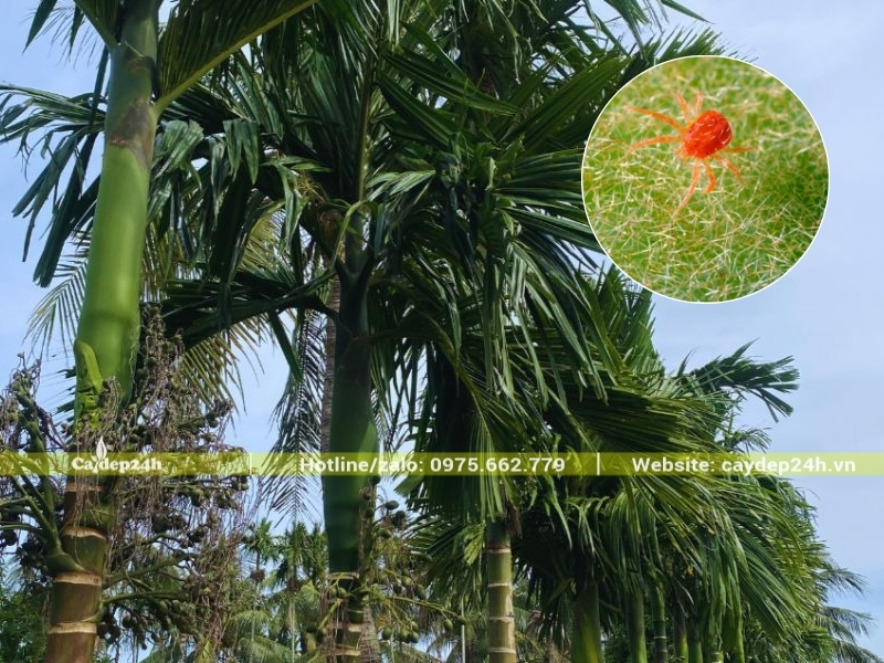 Nhện đỏ tấn công cây cau ta