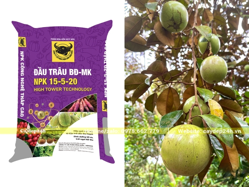 NPK 15-5-20 giúp trái vú sữa to, không bị rụng non
