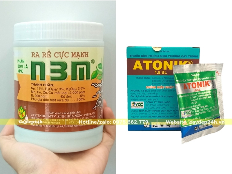 Các loại thuốc kích rễ có hiệu quả phục hồi cao