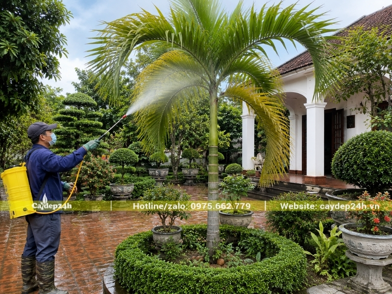 Phun thuốc đều toàn bộ các tàu lá cây cau ta