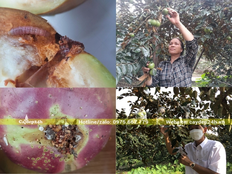 Các quả vú sữa xấu, lép hoặc bị sâu bệnh