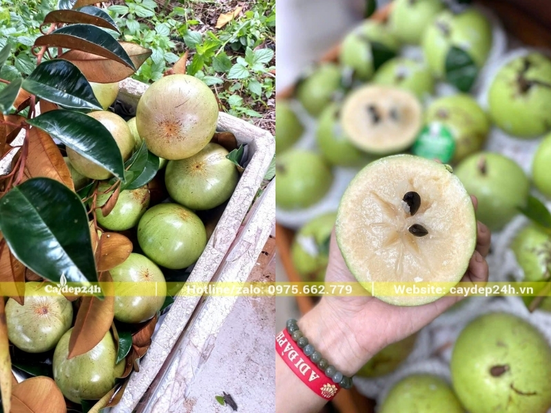 Quả vú sữa bơ hồng mới được hái