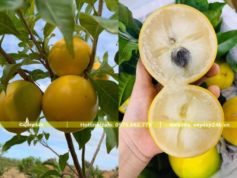 Phần thịt quả vú sữa Hoàng Kim khá trong 