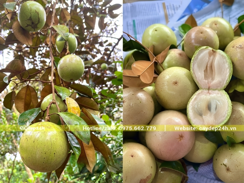 Màu xanh phớt trắng đặc trưng của vú sữa Lò Rèn
