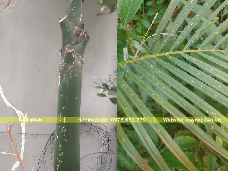 Rệp sáp bám đầy mặt dưới lá và bách bẹ lá cây cau