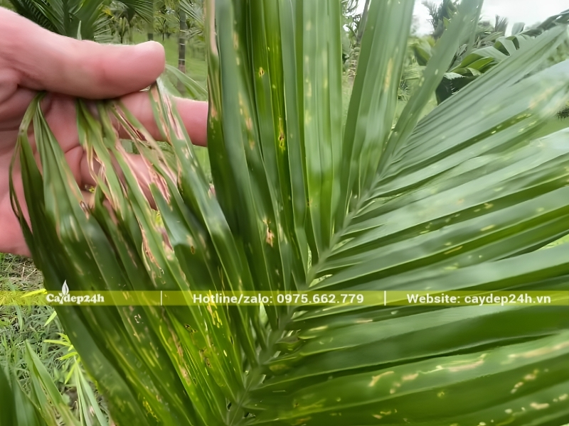 Sâu cuốn lá ăn mép lá cây cau