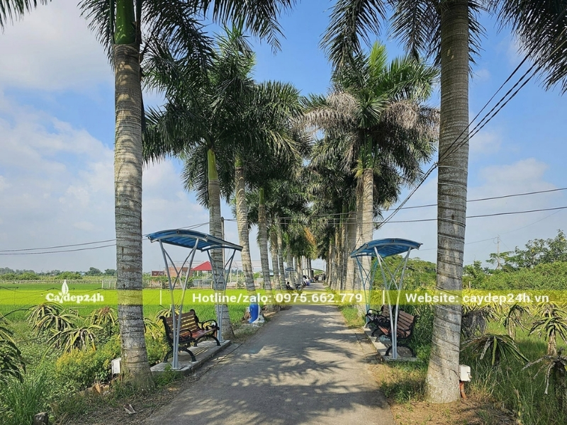 Tàu lá cau khi già sẽ rụng xuống