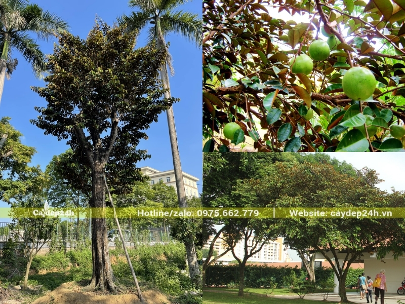 Vòm tán cây vú sữa sum suê