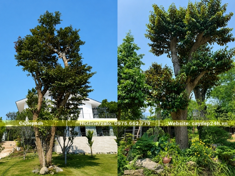 Vòm tán của cây vú sữa khá rộng lớn