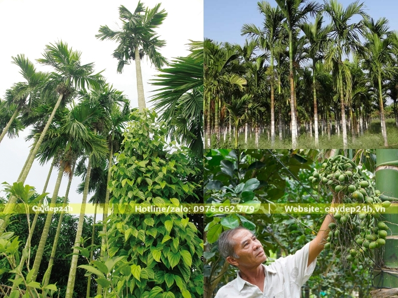Cây cau ta có thân rất nhỏ và dài