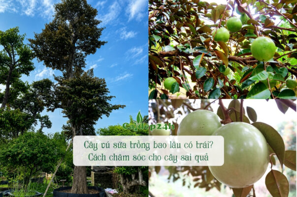 Cây vú sữa trồng bao lâu cho quả đều, căng đẹp