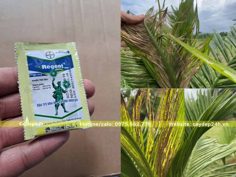 Thuốc chuyên dụng cho loài sâu cuốn lá