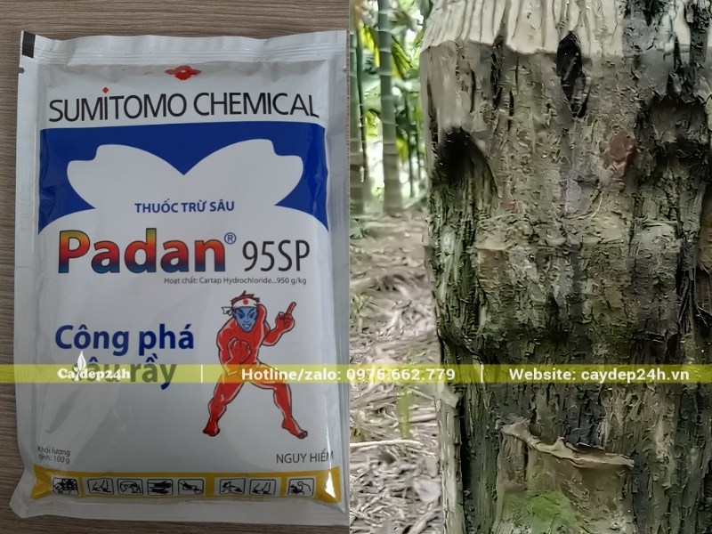 Trị sâu đục thân trên cây cau ta bằng thuốc có tính lưu dẫn cao