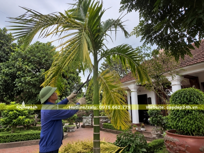 Tỉa các tàu lá cây cau ta bị vàng