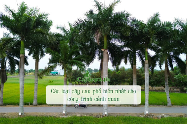 Tổng hợp các loại cây cau phổ biến nhất