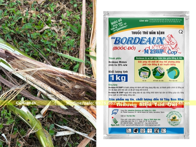 Ngọn cây cau ta bị thối khiến cây dễ chết