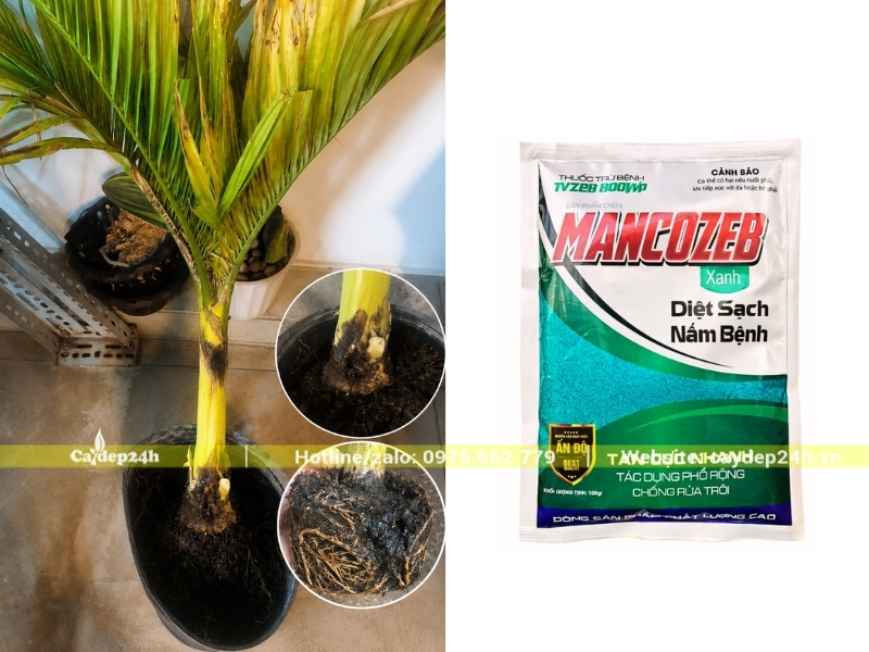 Thuốc trị nấm rễ do úng nước lâu ngày