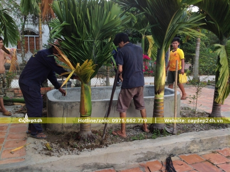 Trồng cây cau lùn theo hàng dọc