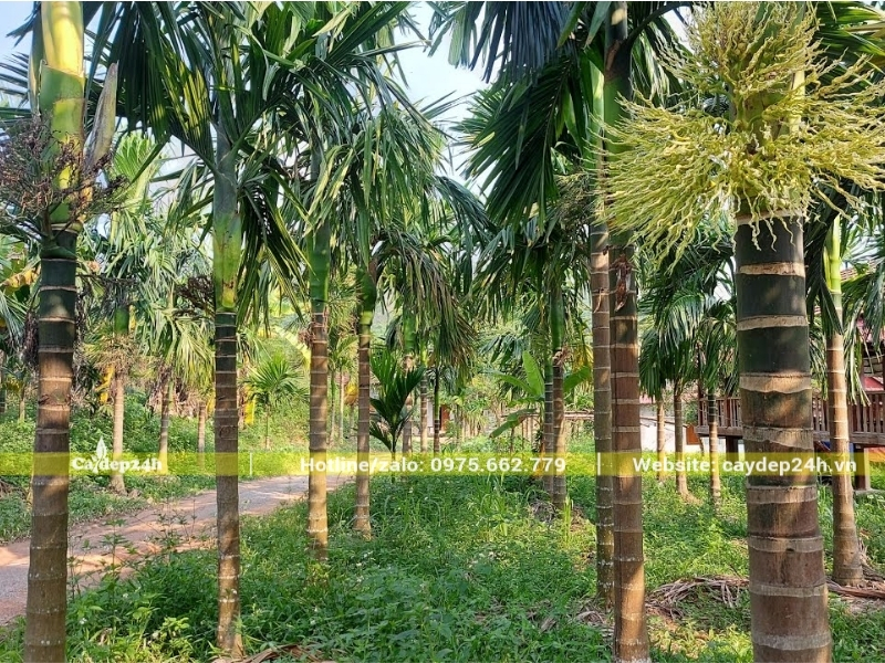 Phong cách nhiệt đới cho resort xanh mát khi ứng dụng trồng cau ta