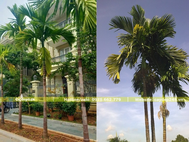 Thân rễ cây cau ta nhỏ tốn ít diện tích