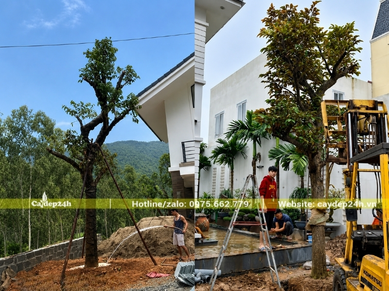 Bầu rễ của cây vú sữa rất lớn
