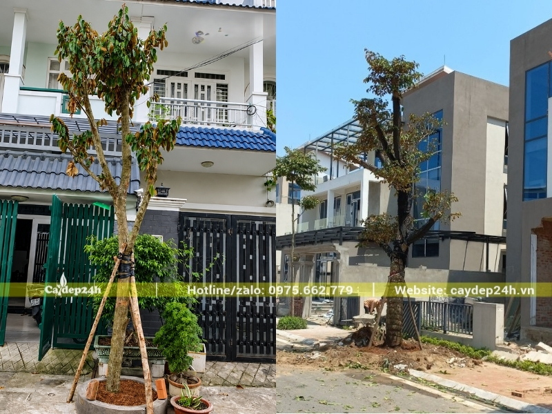 Trồng cây vú sữa lệch so với cửa chính