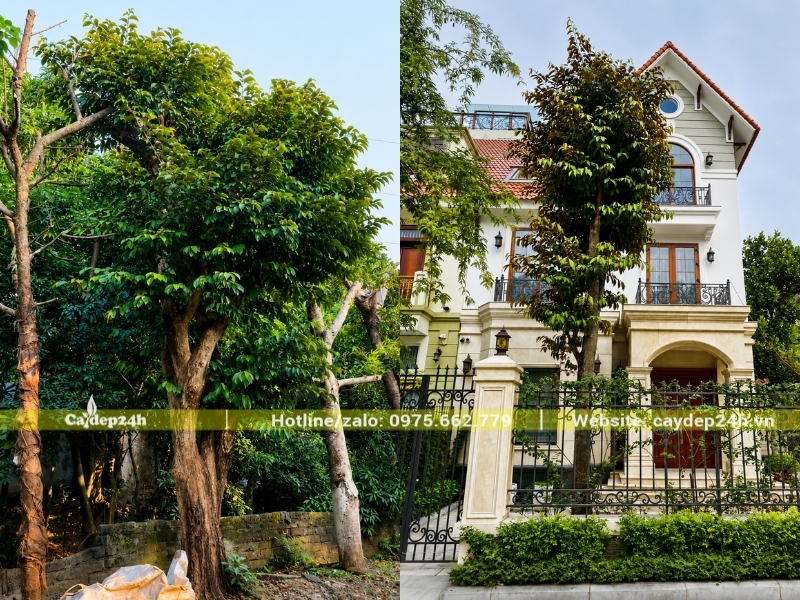Vòm tán lá dày đặc và xanh mướt của vú sữa