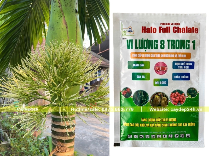 Bổ sung phân vi lượng cho cây
