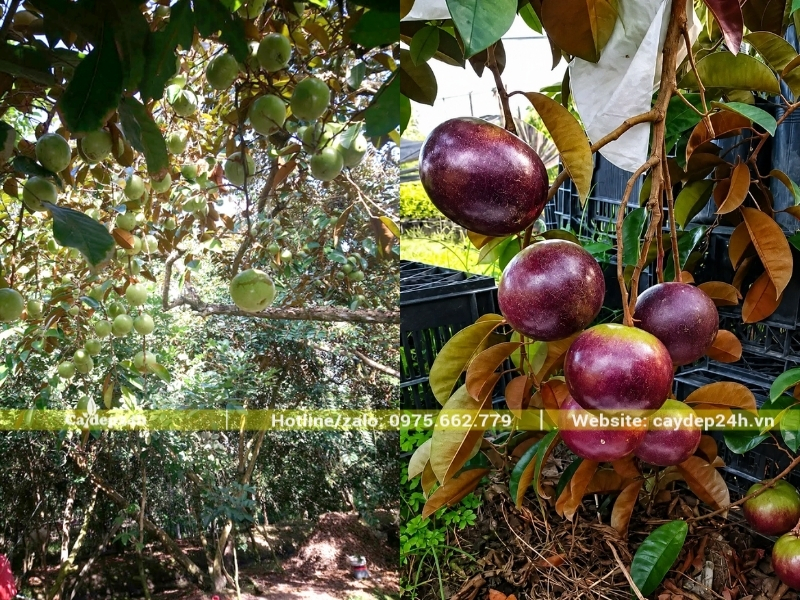 Các loại vú sữa truyền thống và bản địa