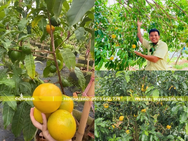 Cây vú sữa có nhiều quả