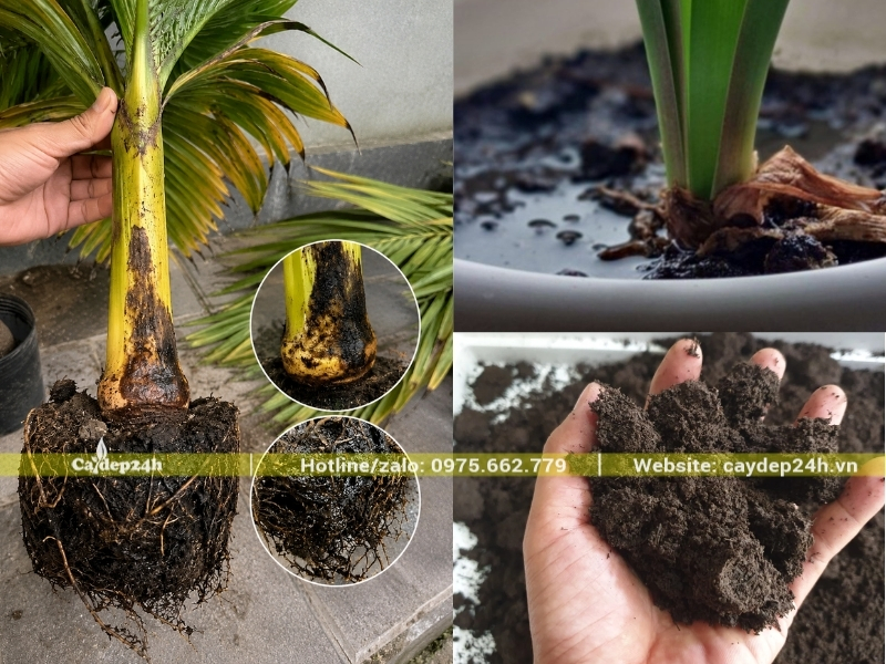 Thay giá thể tơi xốp vào phần đất nhão bùn