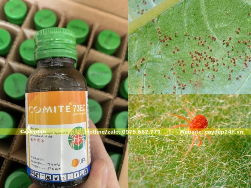 Nhện đỏ và thuốc đặc trị tiêu diệt hiệu quả