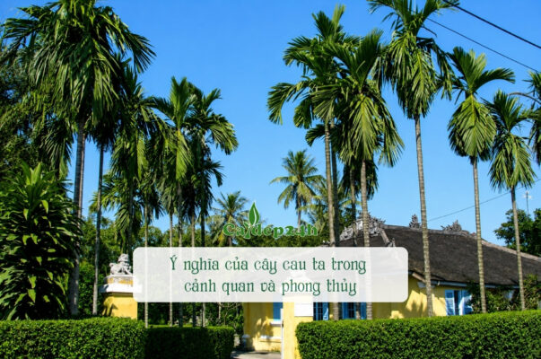 Ý nghĩa của cây cau ta cho phong thủy và cảnh quan