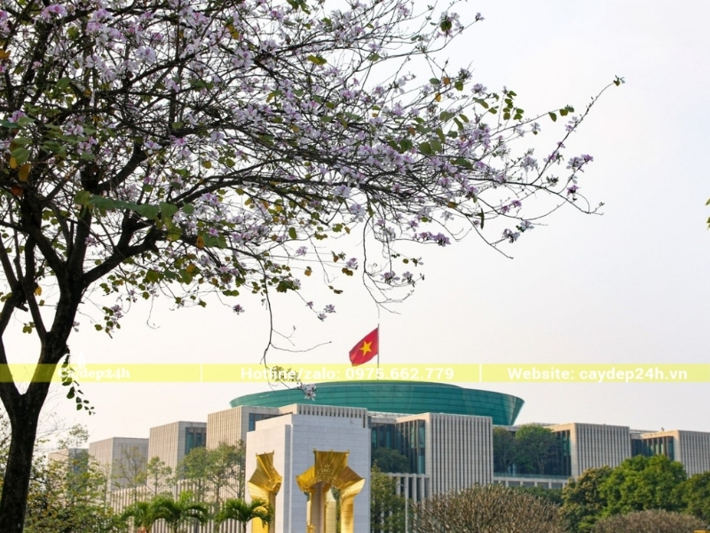Trồng ban Tây Bắc trước mặt tiền cơ quan