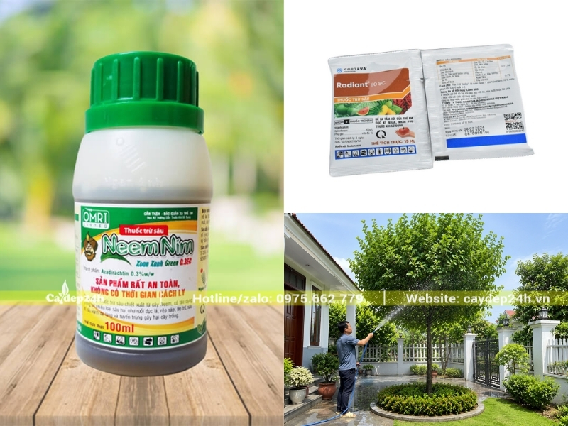 Phun bảo vệ vòm tán bằng thuốc trừ sâu sinh học