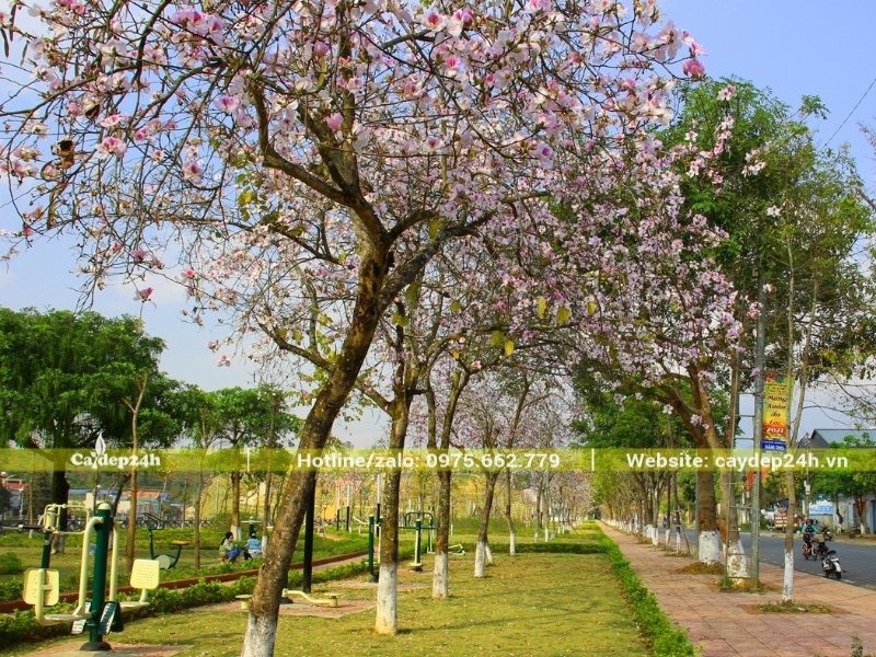 Hàng cây ban ngay ngắn trên vỉa hè
